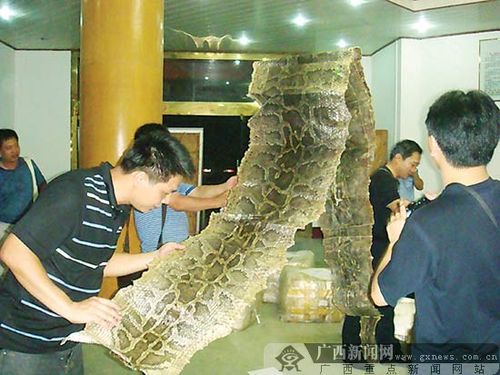 广西破获特大走私案 大货车里查出173只熊掌
