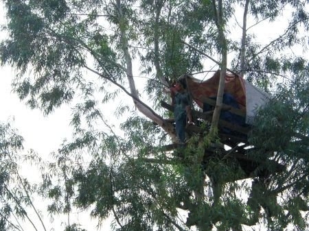 荒谬:重庆鸟人树上住3月聚众扰交通被判3年